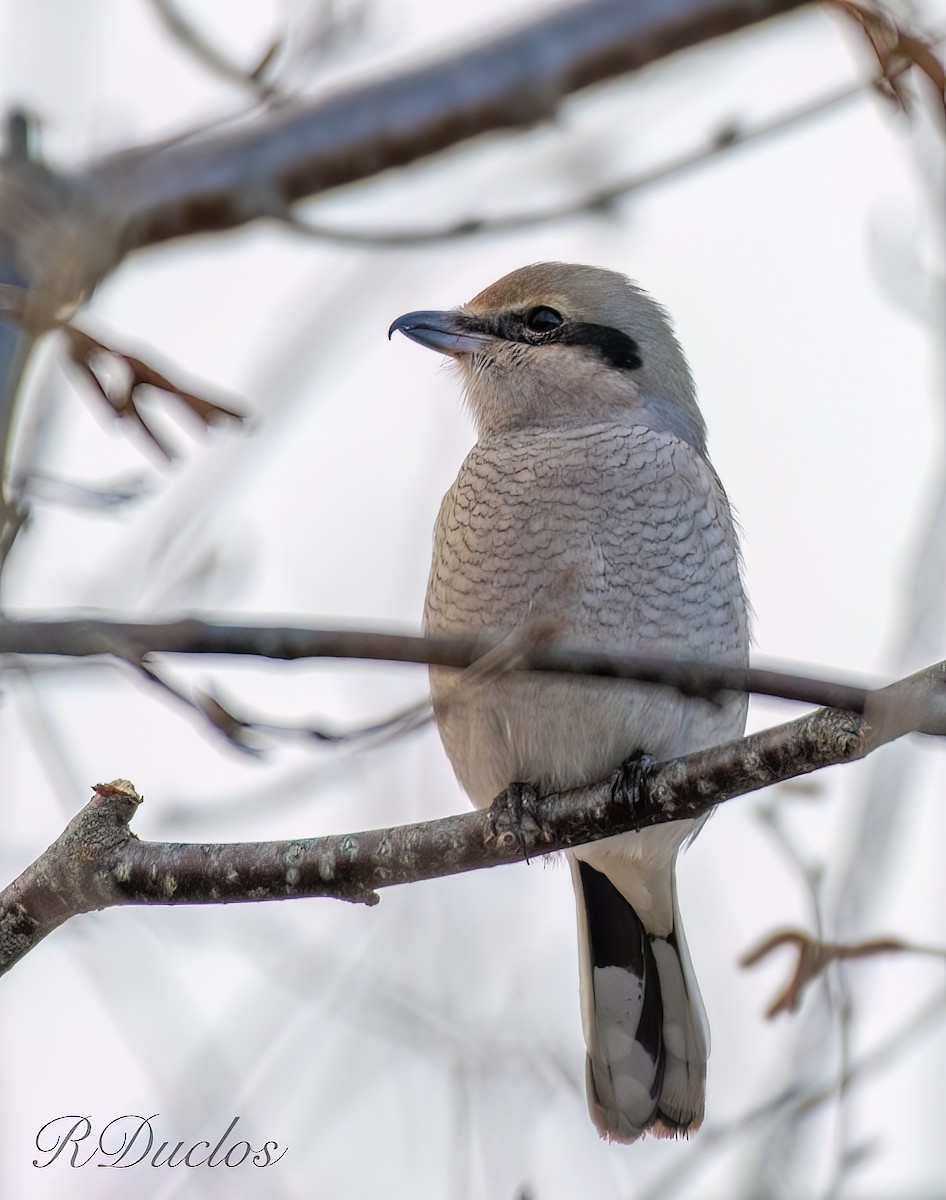 Northern Shrike - Rene Duclos