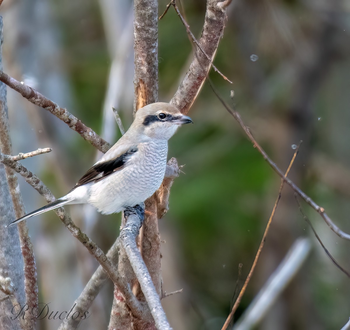 Northern Shrike - Rene Duclos