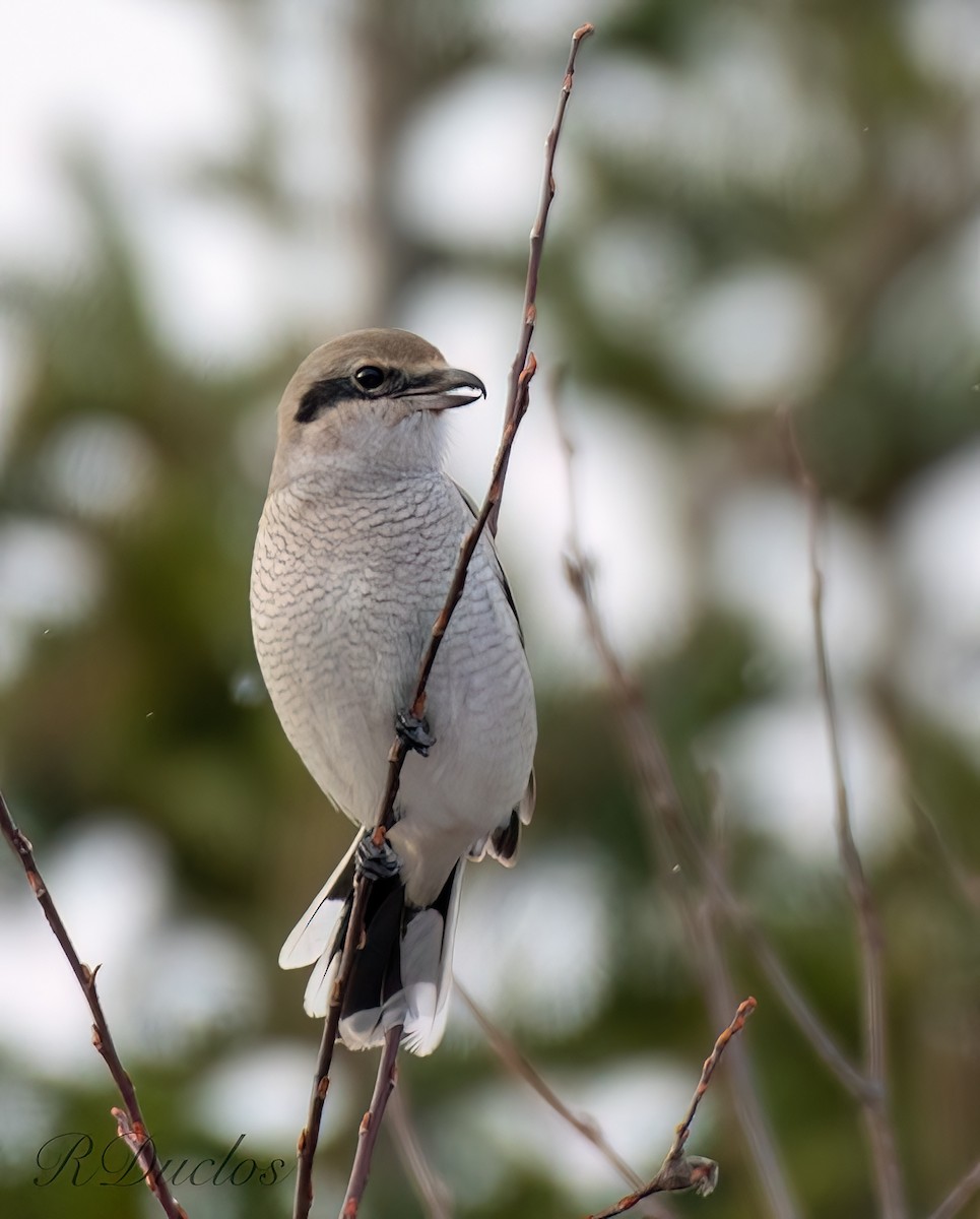 Northern Shrike - Rene Duclos