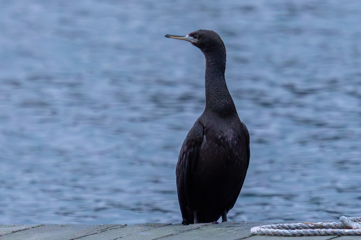 Red-faced Cormorant - Robin Corcoran