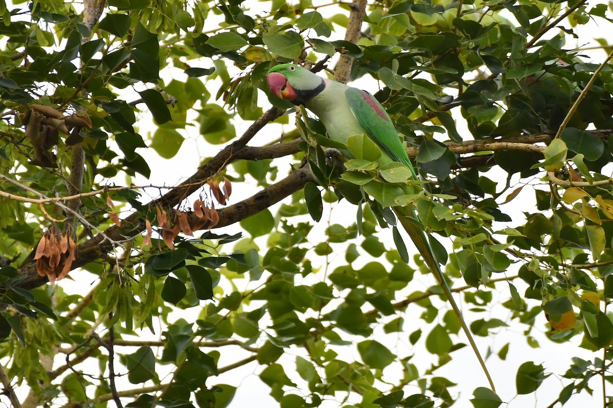 Alexandrine Parakeet - ML611498338