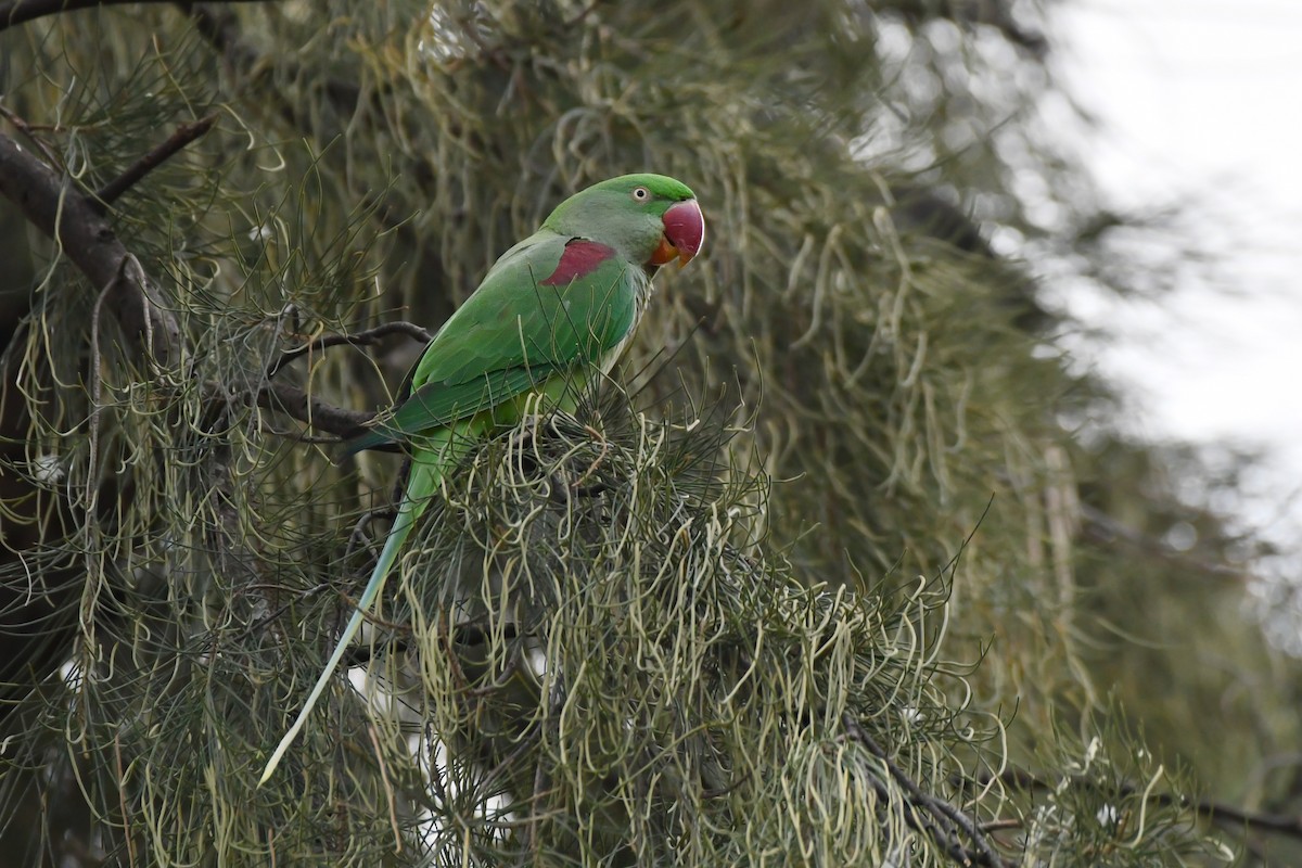 Alexandrine Parakeet - ML611498339