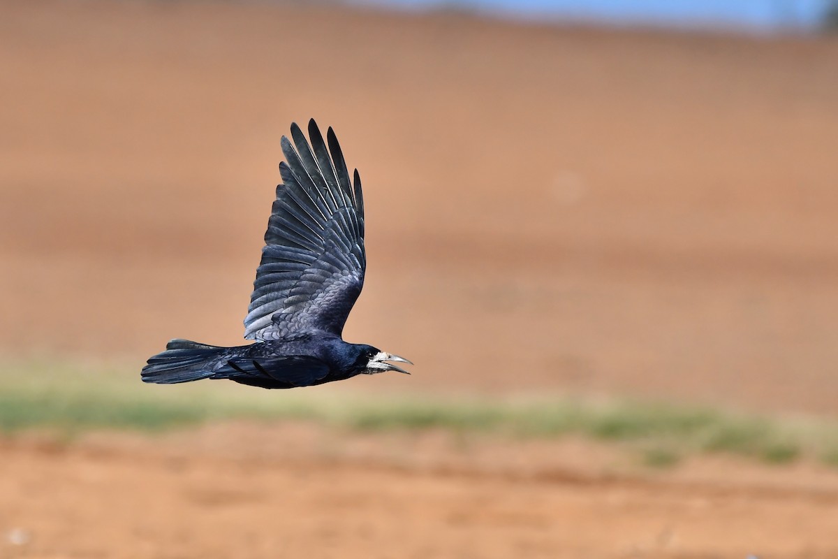 Corbeau freux - ML611498360