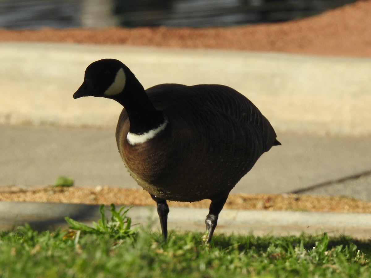 Cackling Goose (Aleutian) - ML611498455