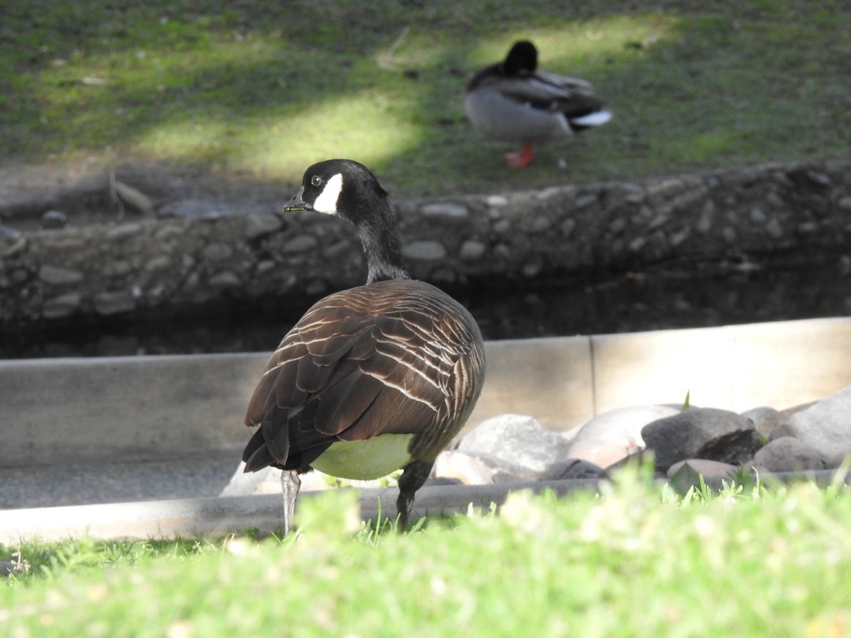 Cackling Goose (Aleutian) - ML611498456