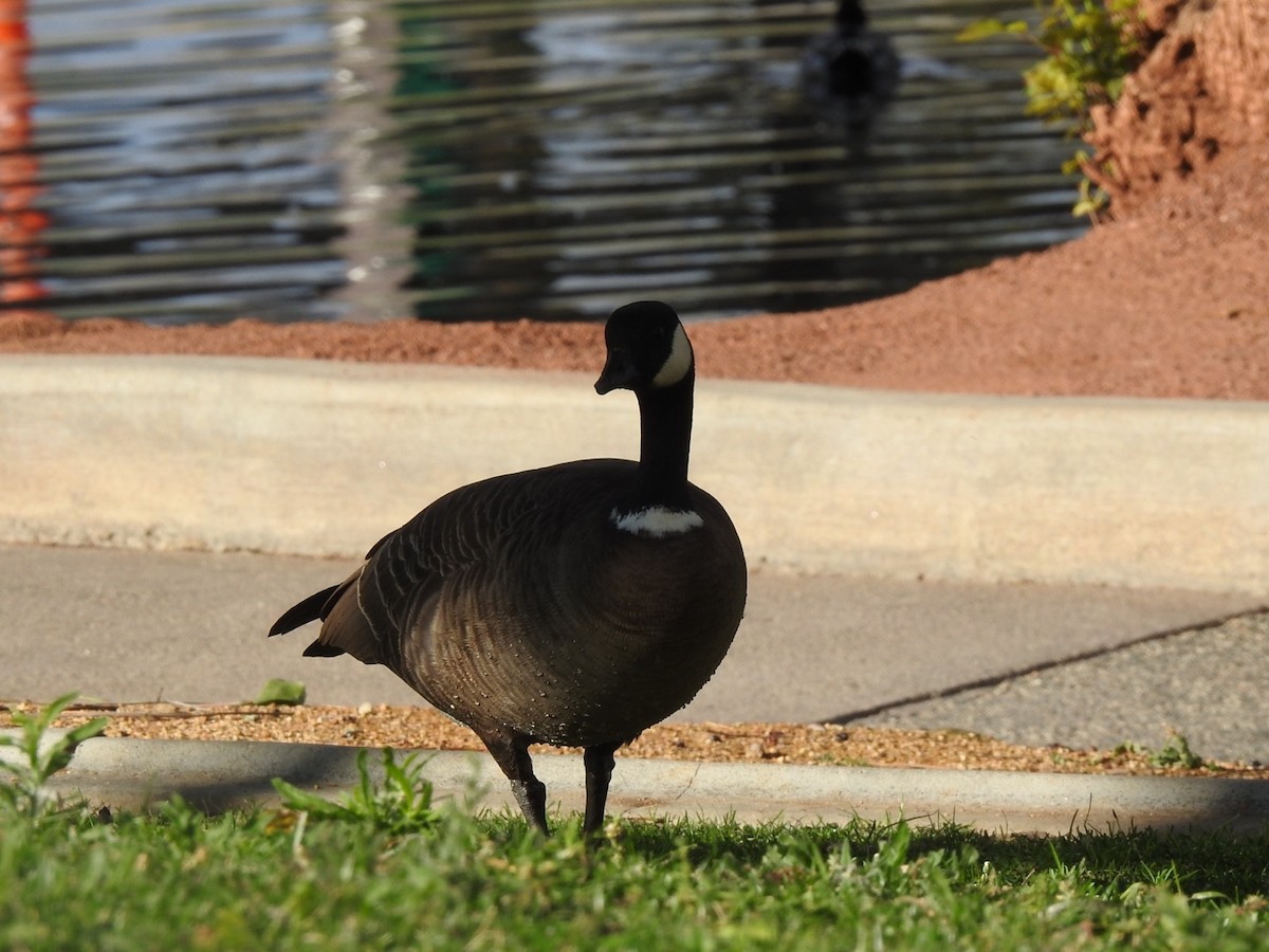 Cackling Goose (Aleutian) - ML611498457