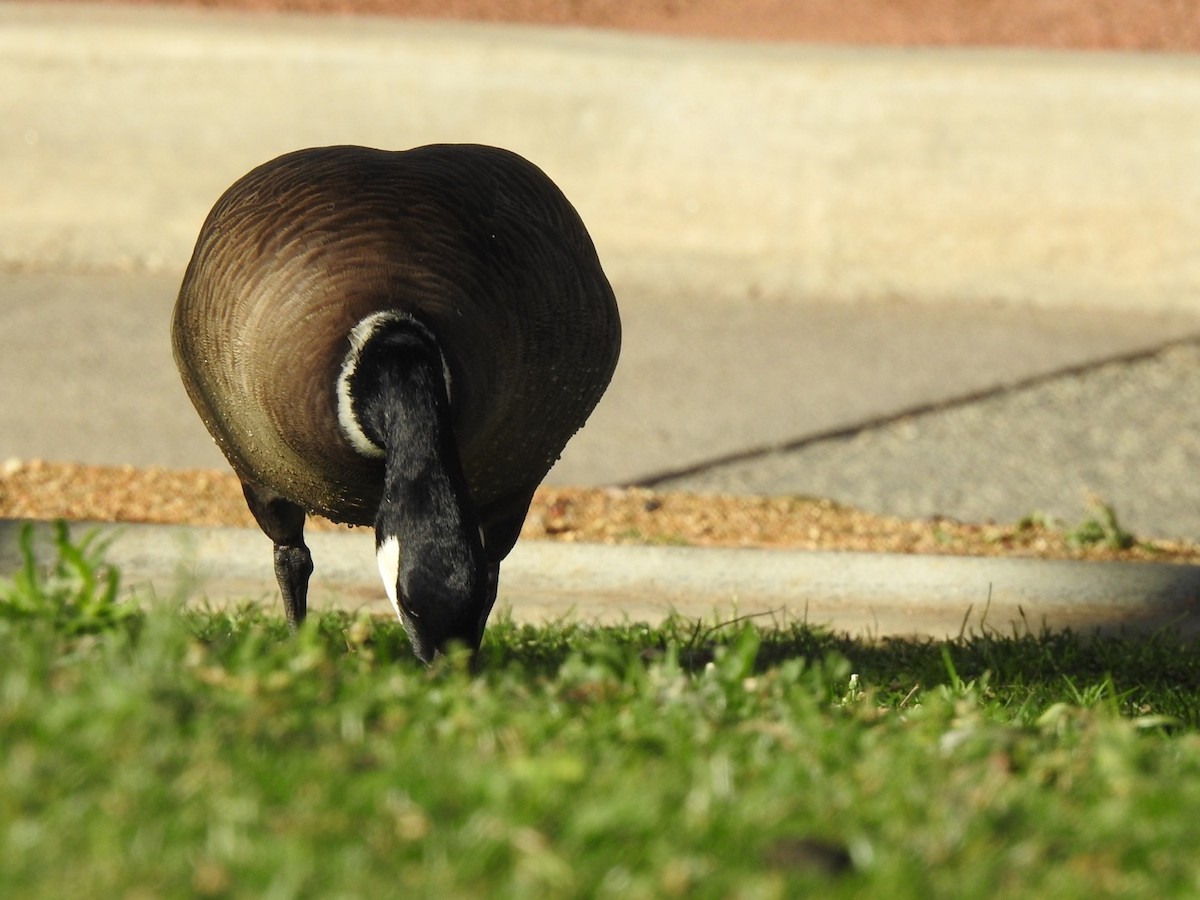 Cackling Goose (Aleutian) - ML611498458