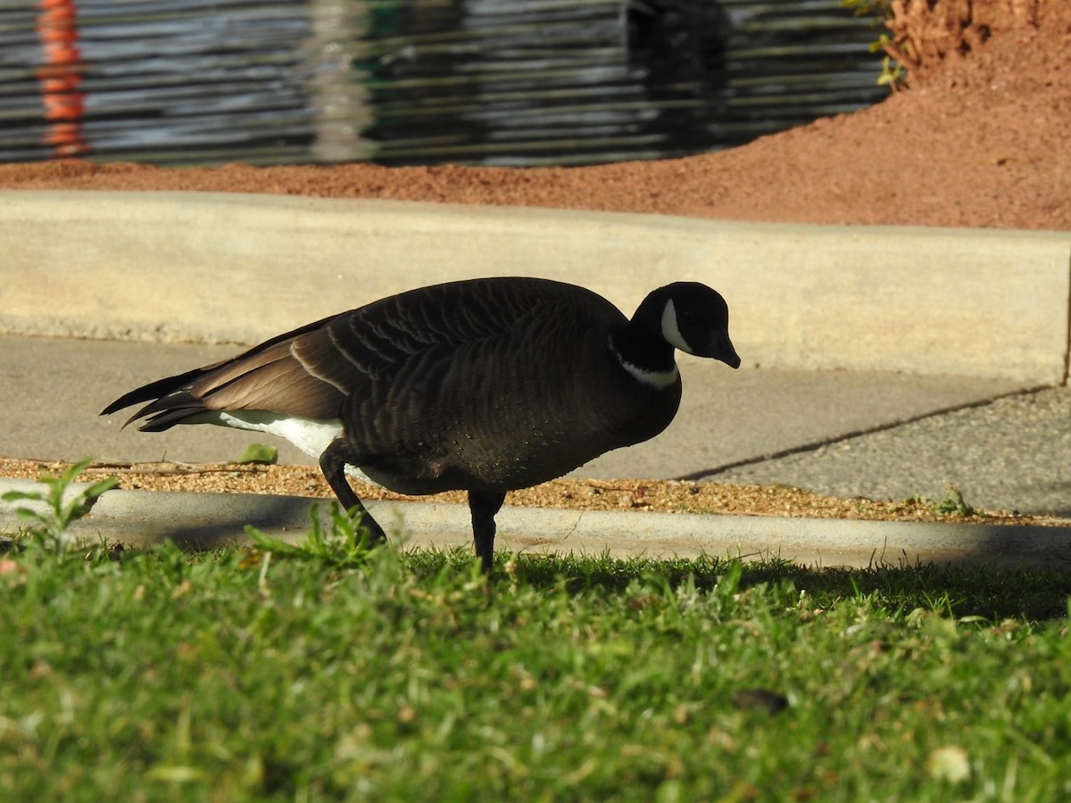 Cackling Goose (Aleutian) - ML611498459