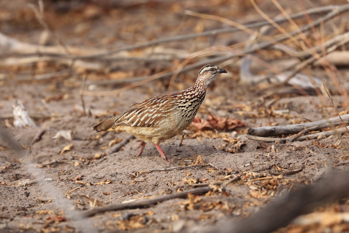 Crested Francolin - ML611498527