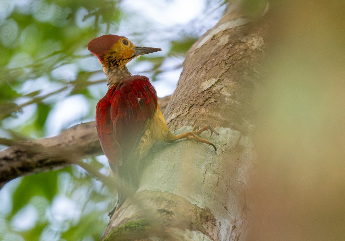 Yellow-faced Flameback - ML611498609