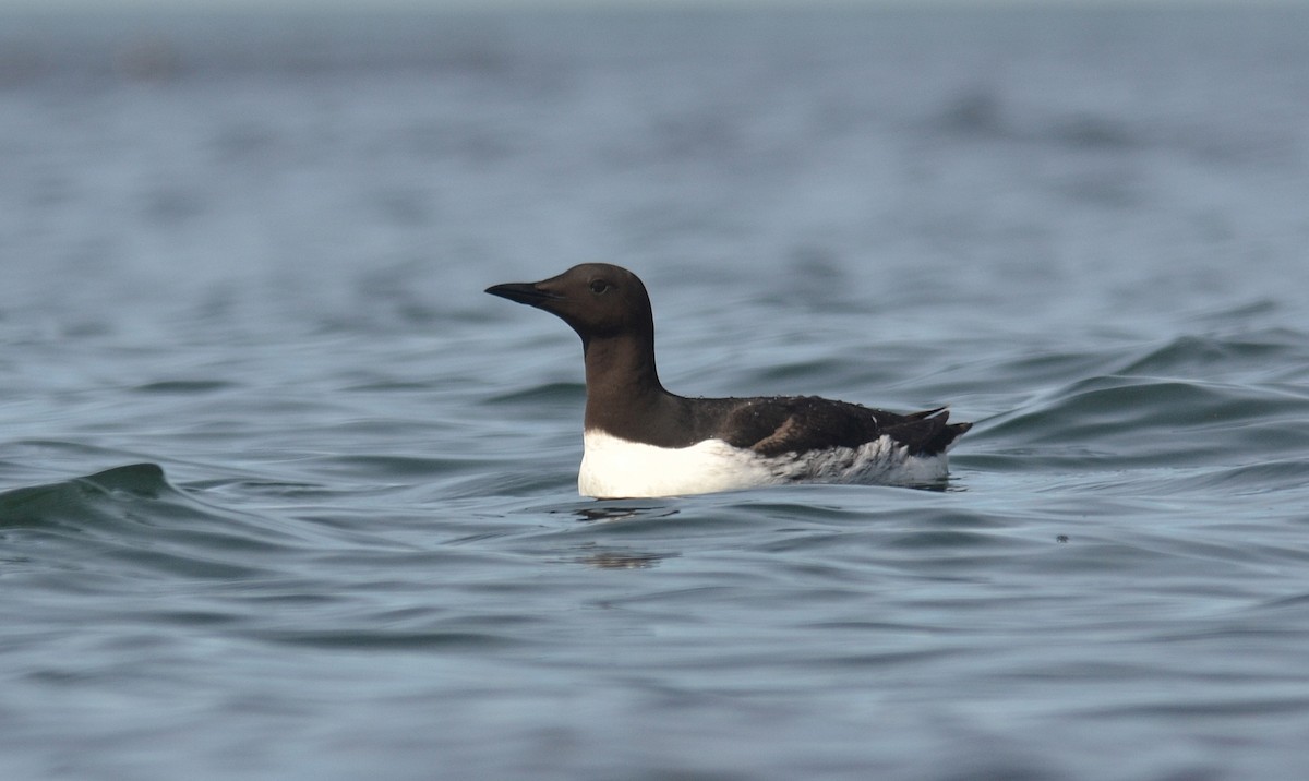 Guillemot marmette - ML61149861