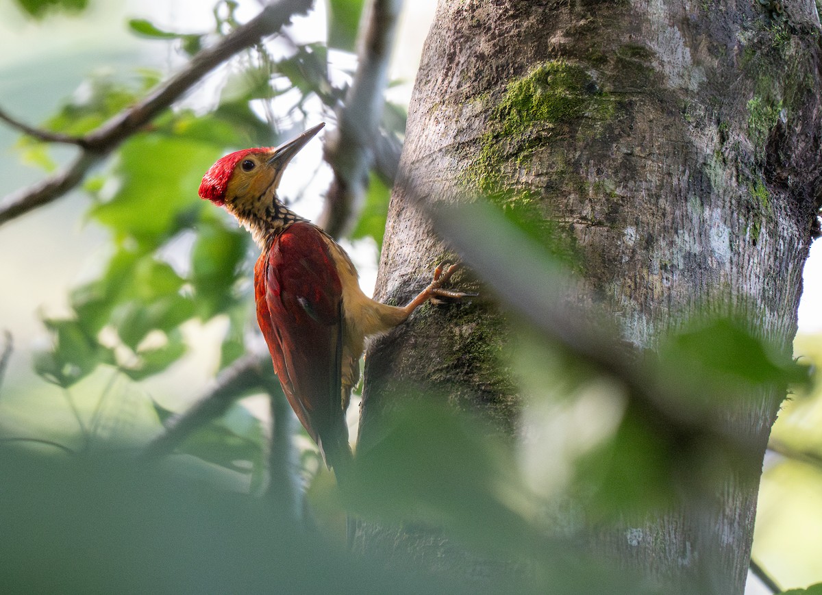 Yellow-faced Flameback - ML611498610