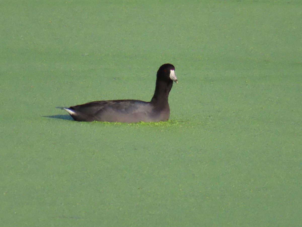 American Coot - ML611498682