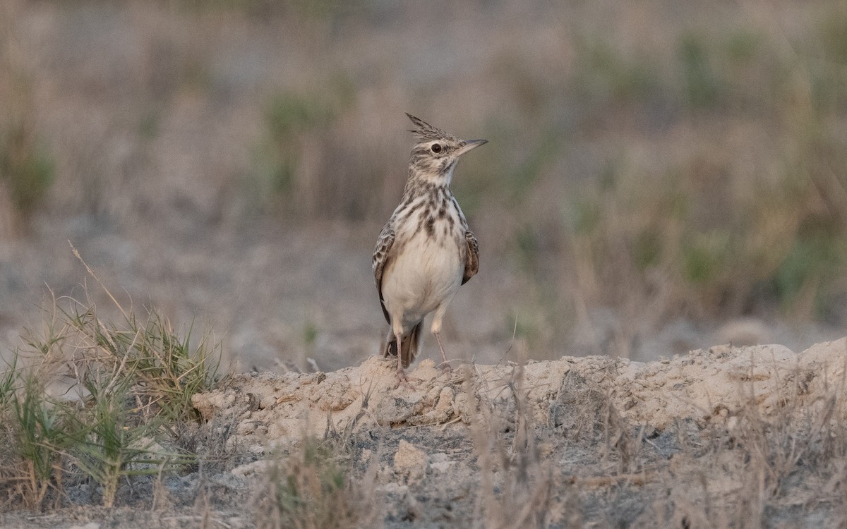 Crested Lark - Emmanuel Naudot