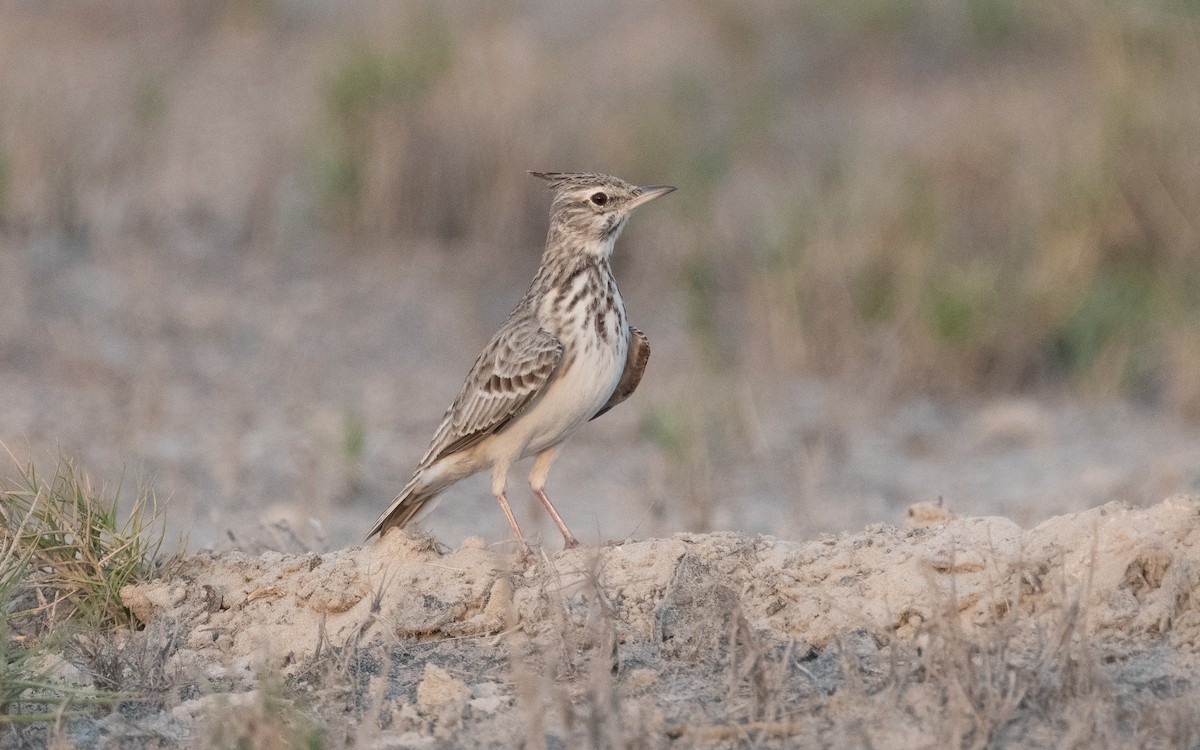 Crested Lark - Emmanuel Naudot