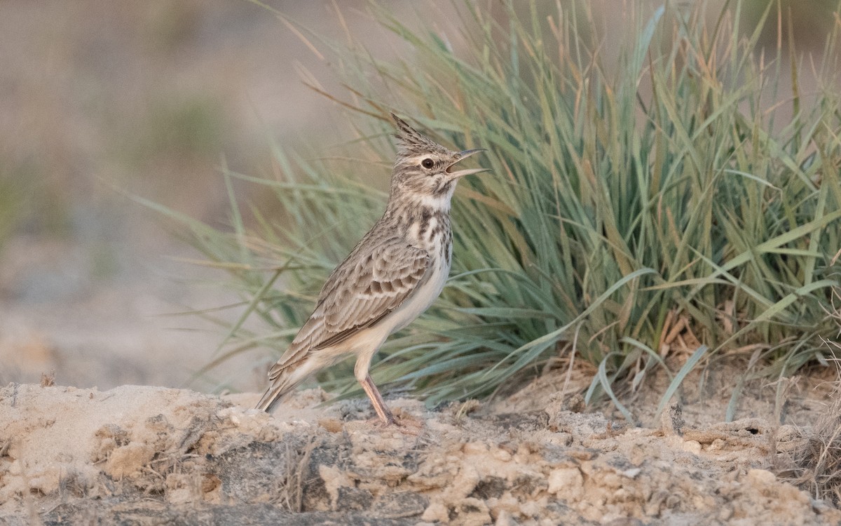 Crested Lark - Emmanuel Naudot