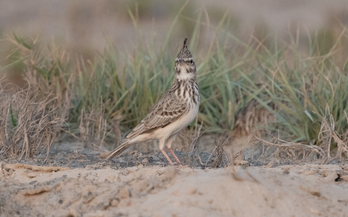 Crested Lark - Emmanuel Naudot