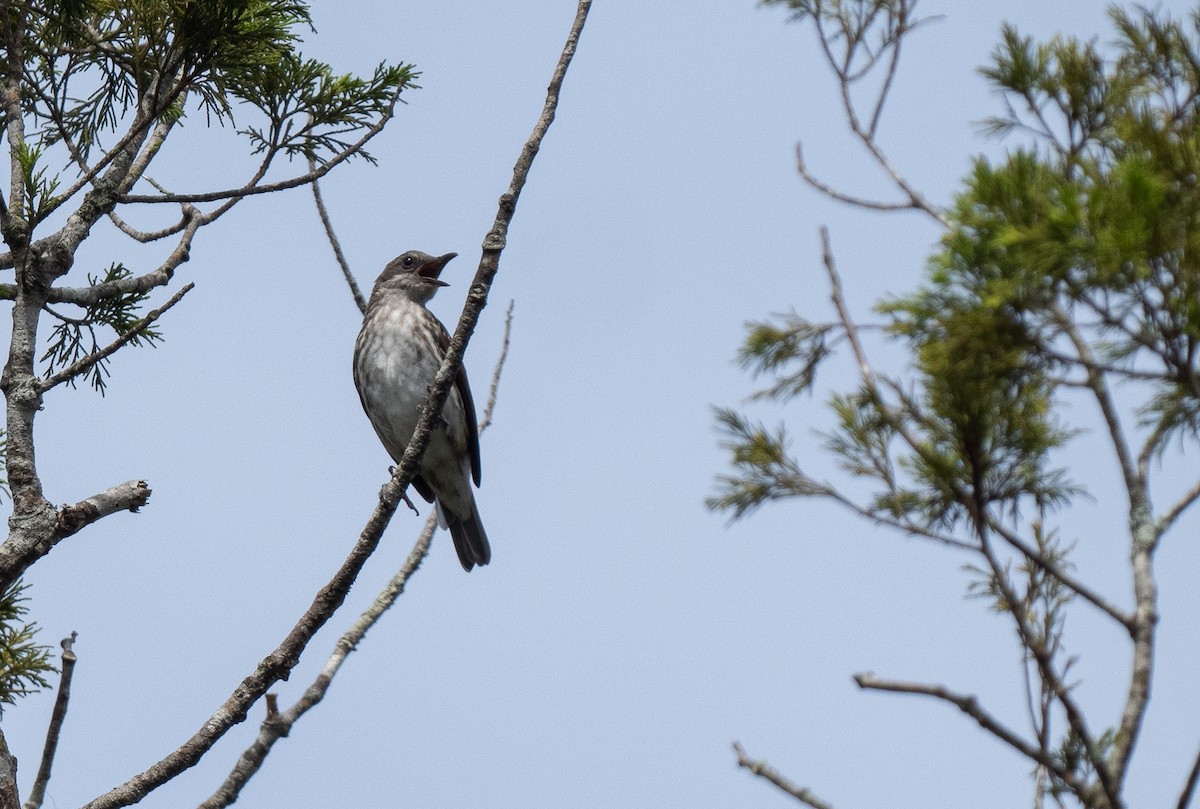 Visayan Rhabdornis - ML611498802