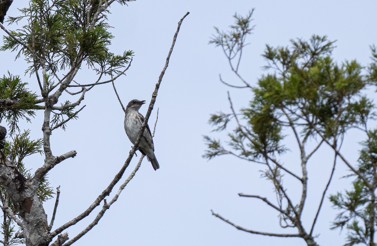 Visayan Rhabdornis - ML611498803