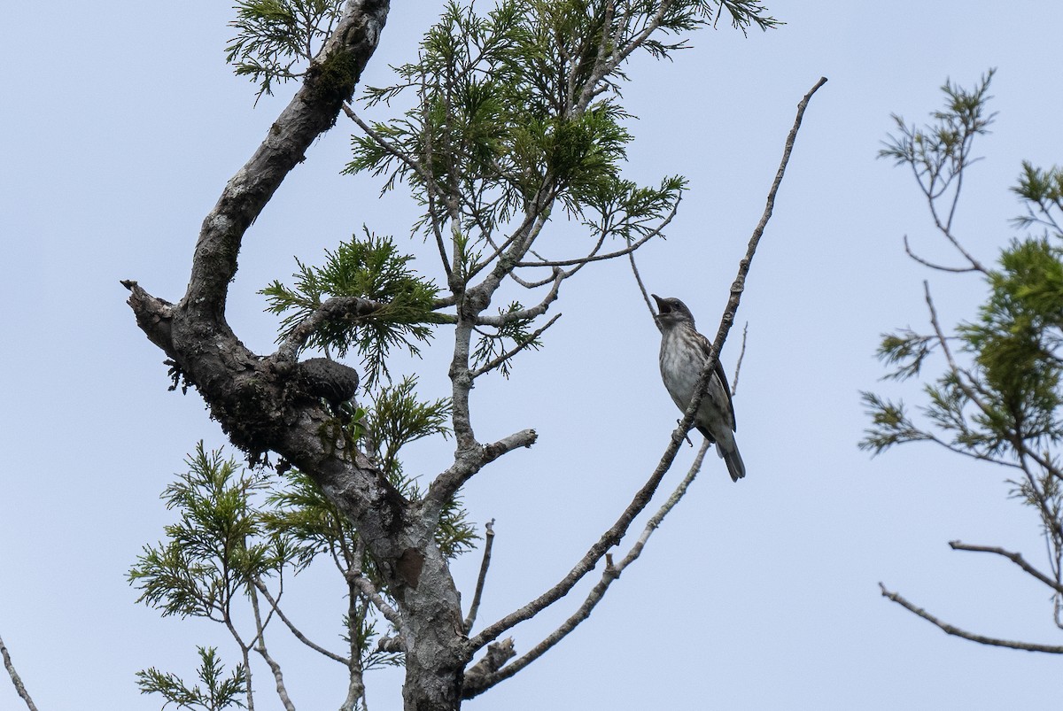 Visayan Rhabdornis - ML611498804