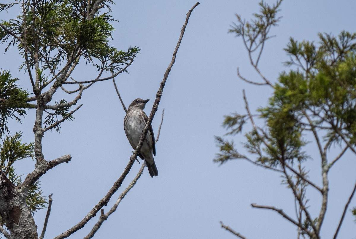 Visayan Rhabdornis - Forest Botial-Jarvis