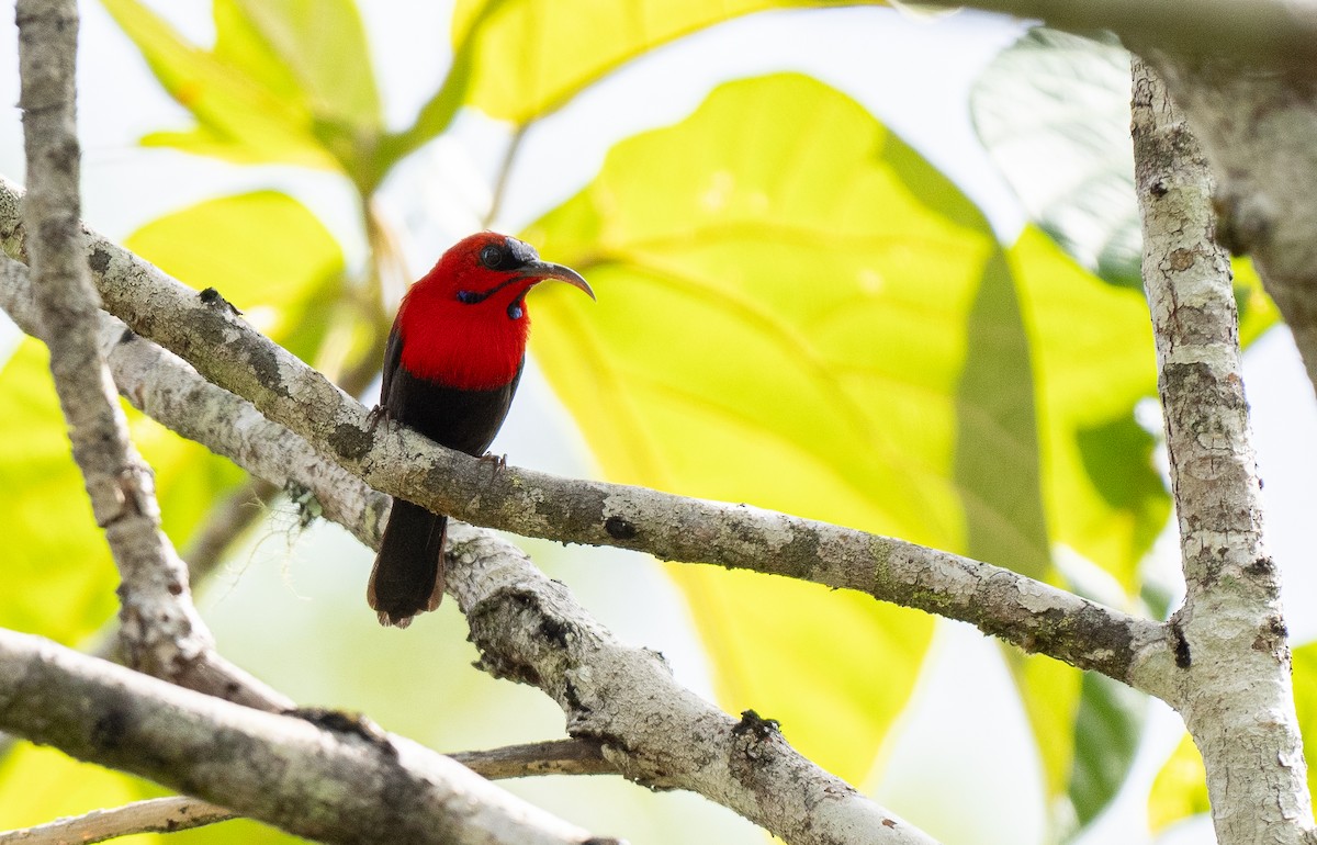 Magnificent Sunbird - Forest Botial-Jarvis