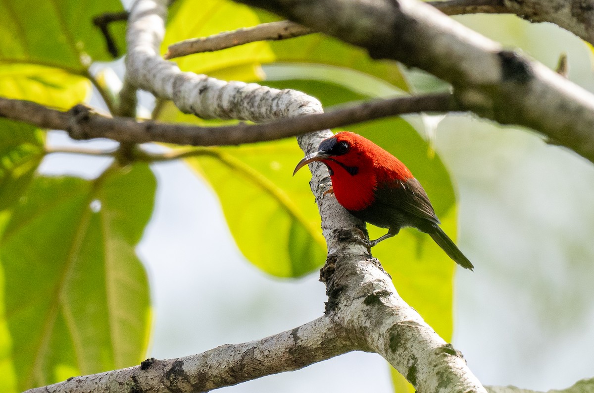 Magnificent Sunbird - Forest Botial-Jarvis