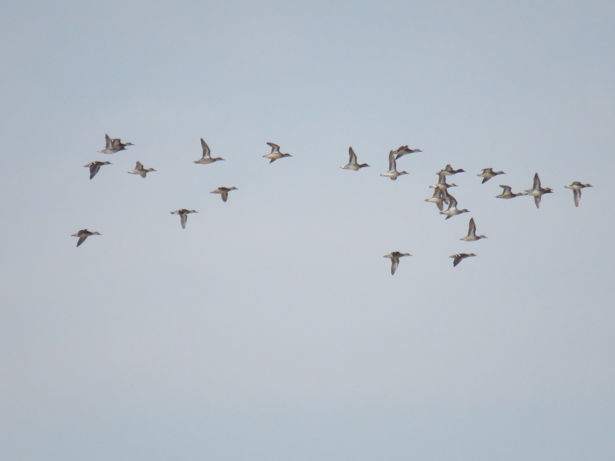 Green-winged Teal - ML611498838