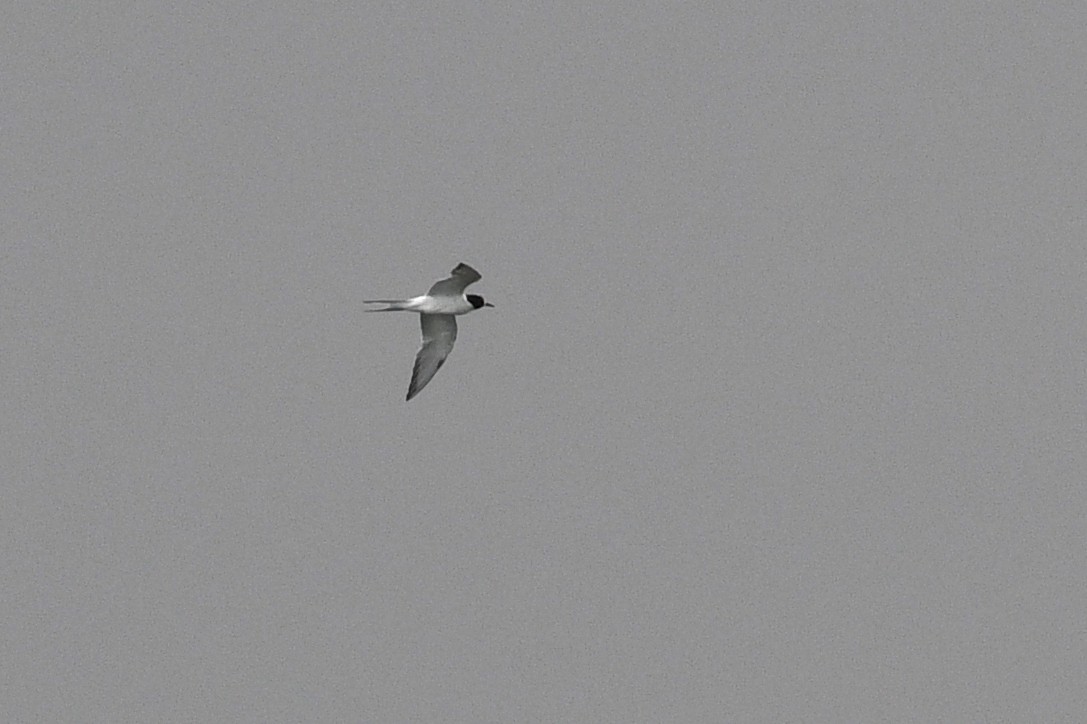 Common Tern - ML611498863