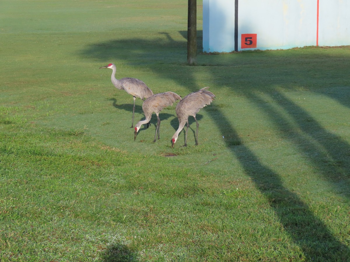 Sandhill Crane - ML611498903