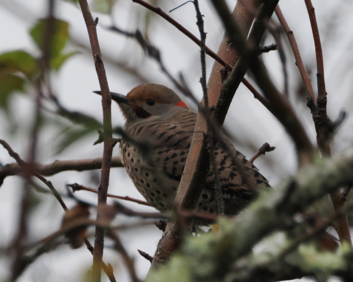 Northern Flicker (Yellow-shafted x Red-shafted) - ML611498905