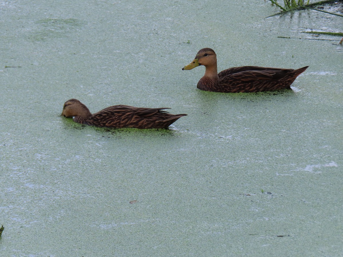 Mottled Duck - ML611498914