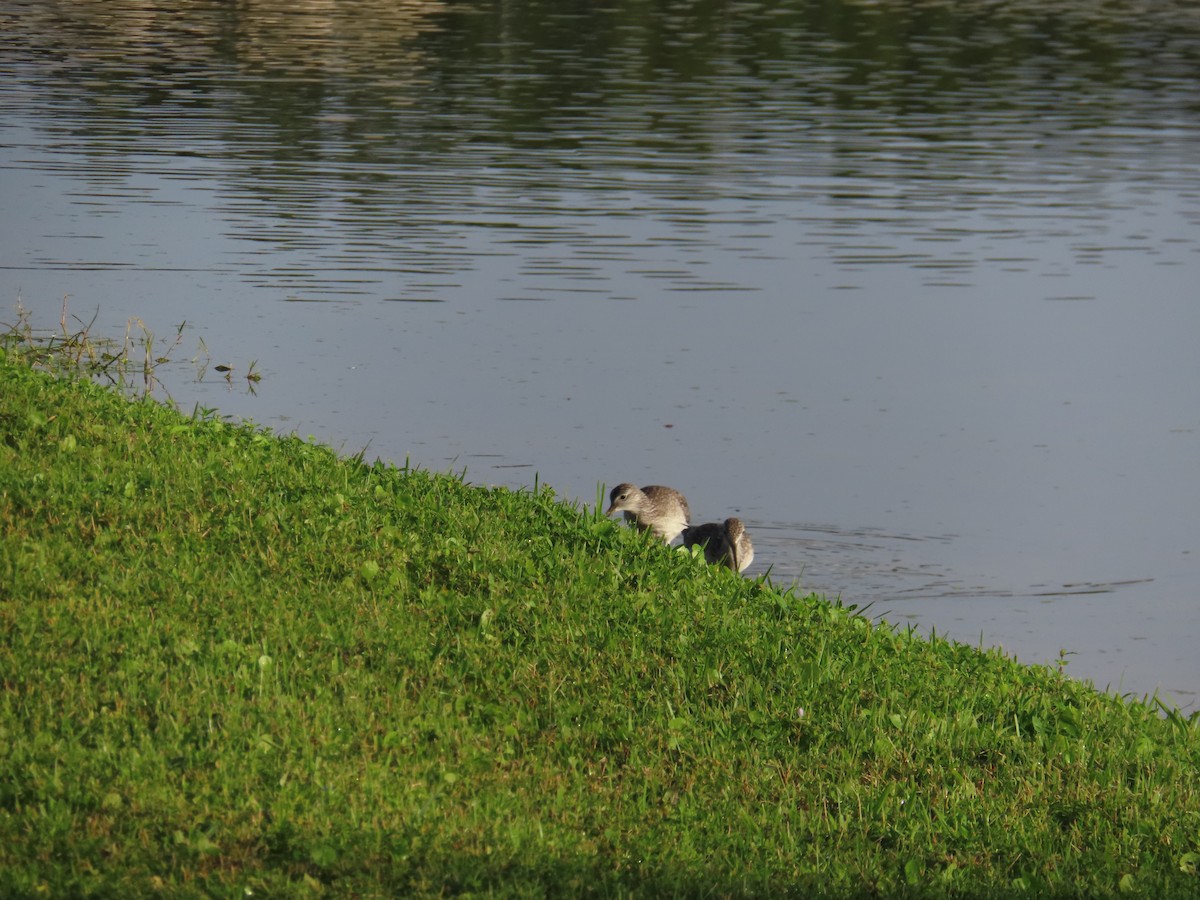 Greater Yellowlegs - ML611498935