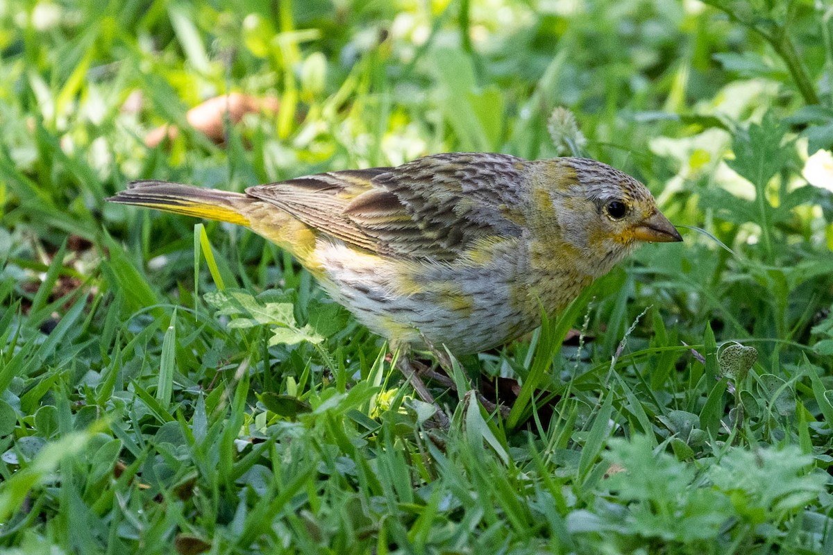 Saffron Finch - Angel BAS-PEREZ