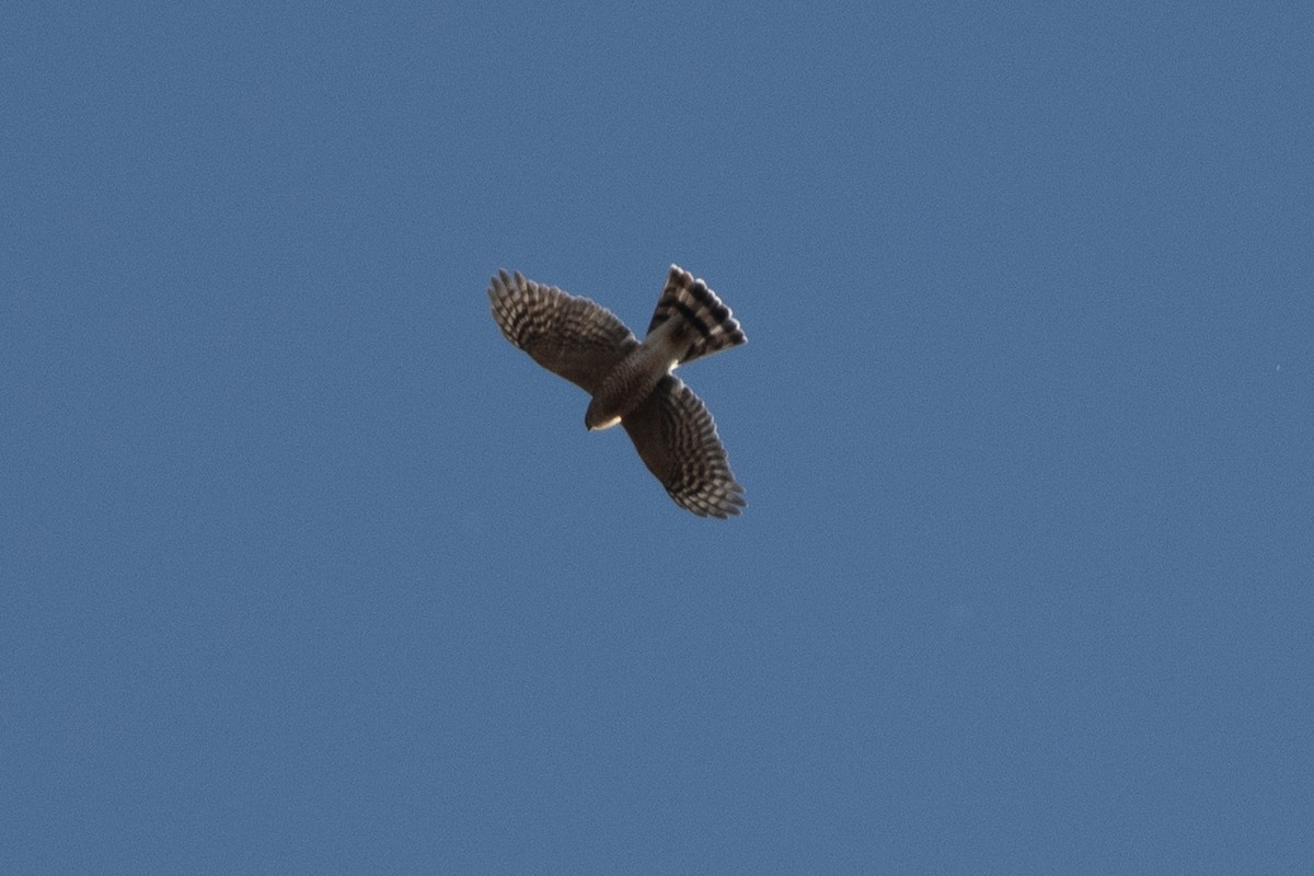 Sharp-shinned Hawk - ML611499040