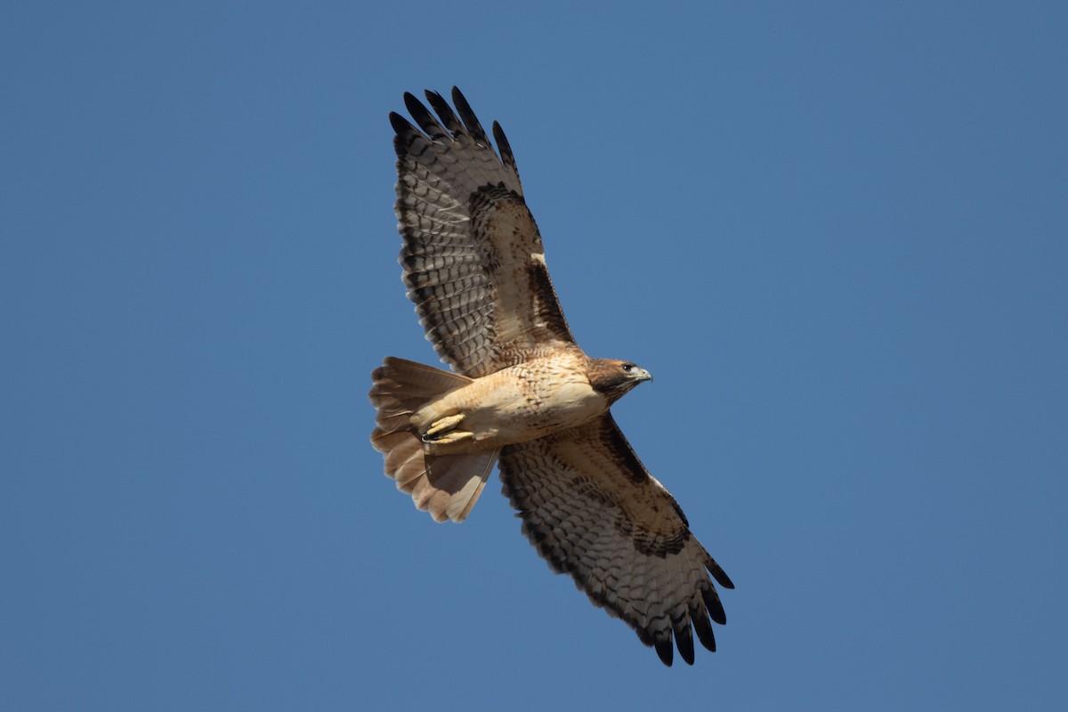 Rotschwanzbussard - ML611499044