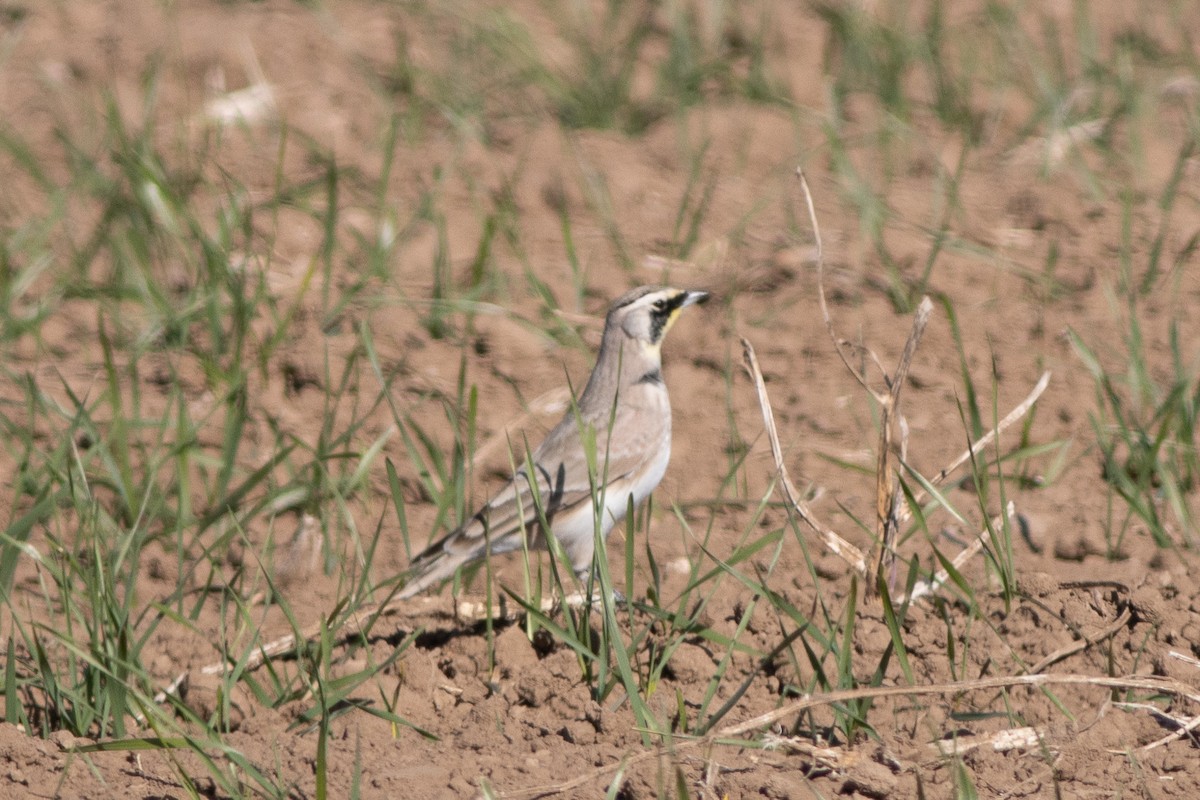 Horned Lark - ML611499054