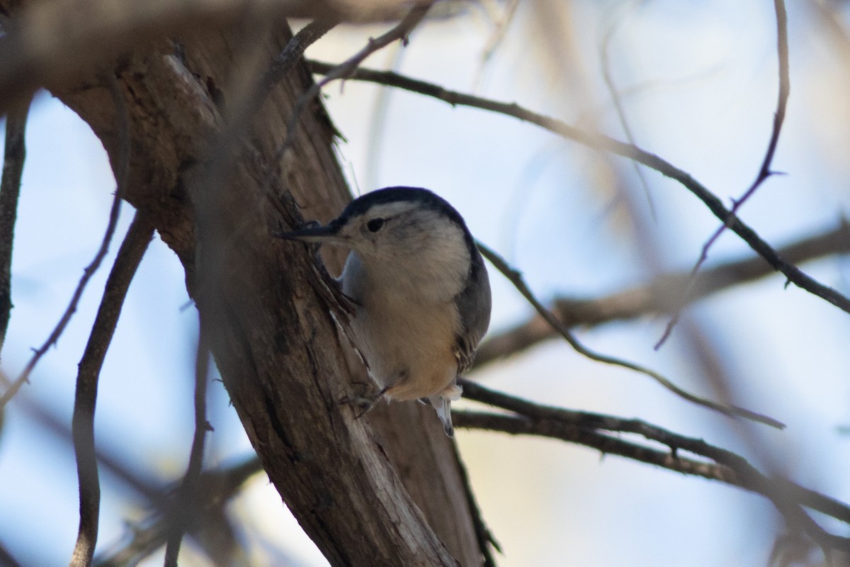 White-breasted Nuthatch - ML611499059