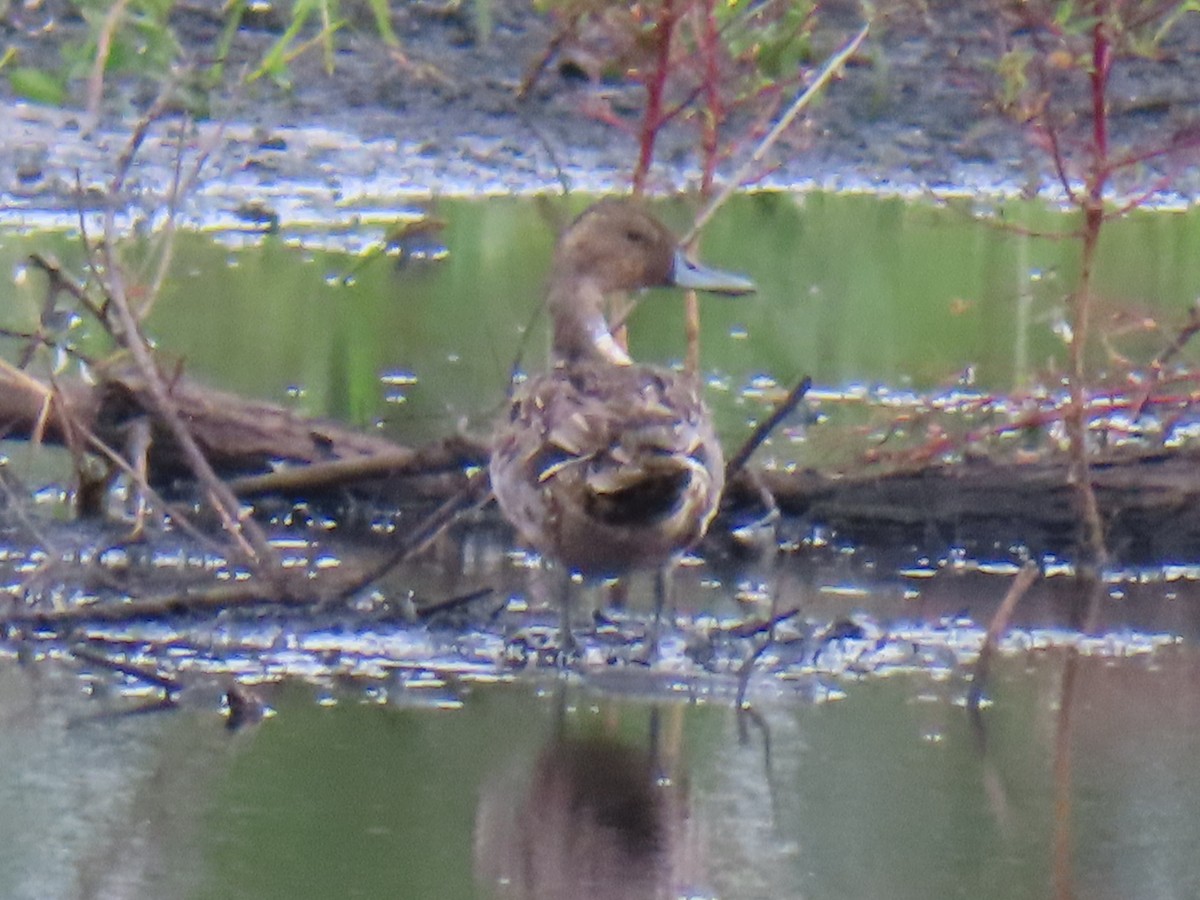 Northern Pintail - ML611499088