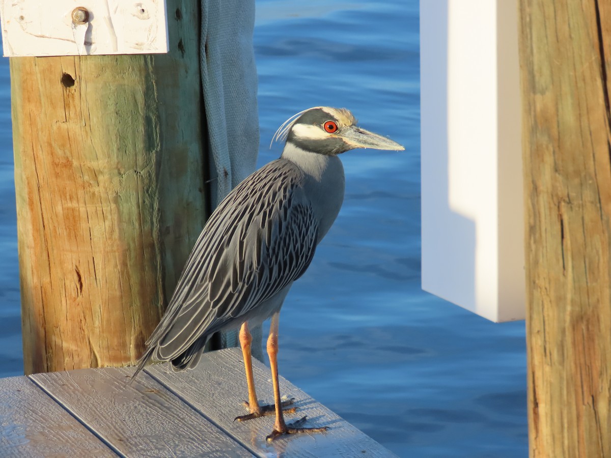 Yellow-crowned/Black-crowned Night Heron - ML611499102