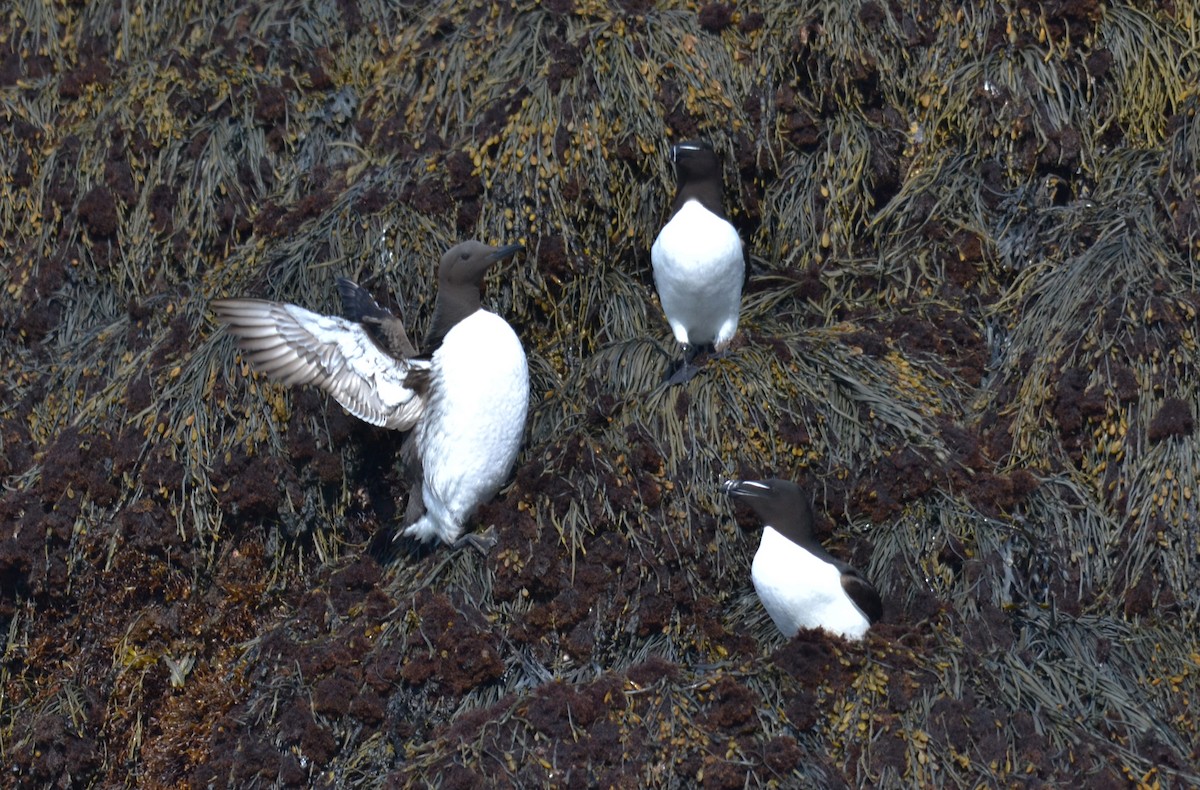 Common Murre - ML61149911