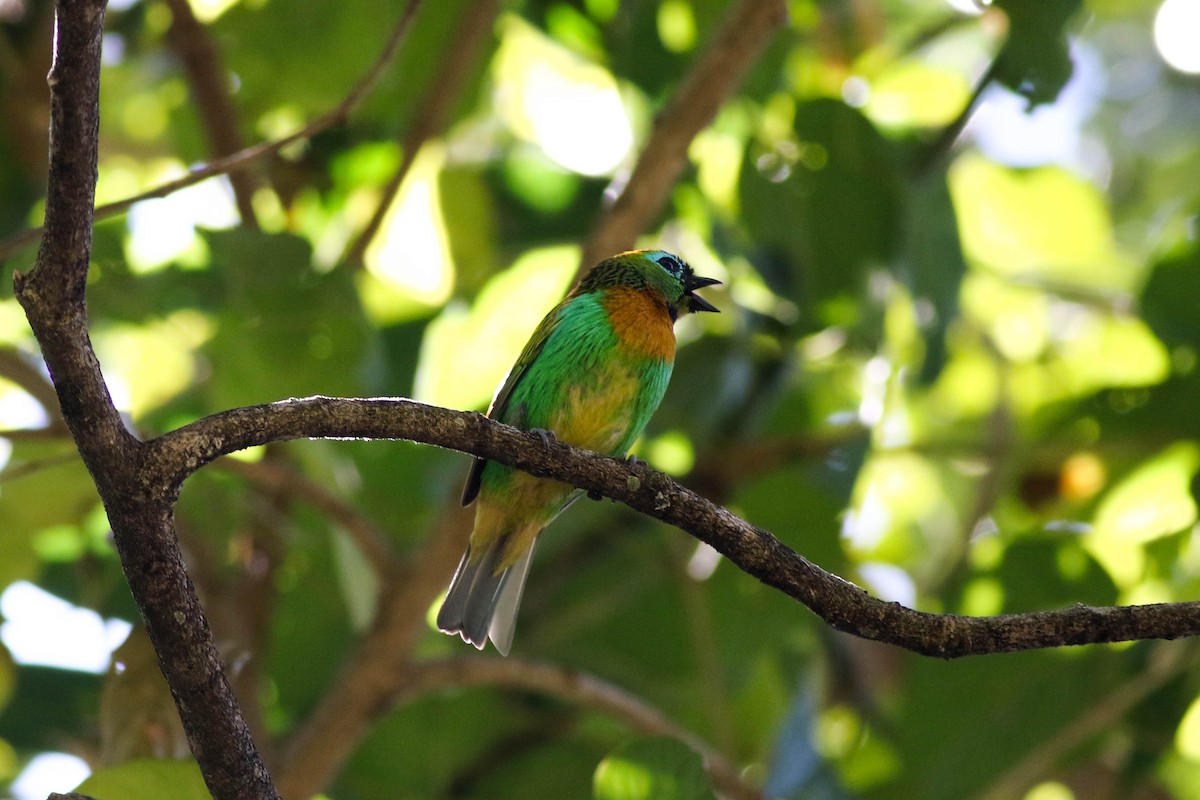 Brassy-breasted Tanager - ML611499121