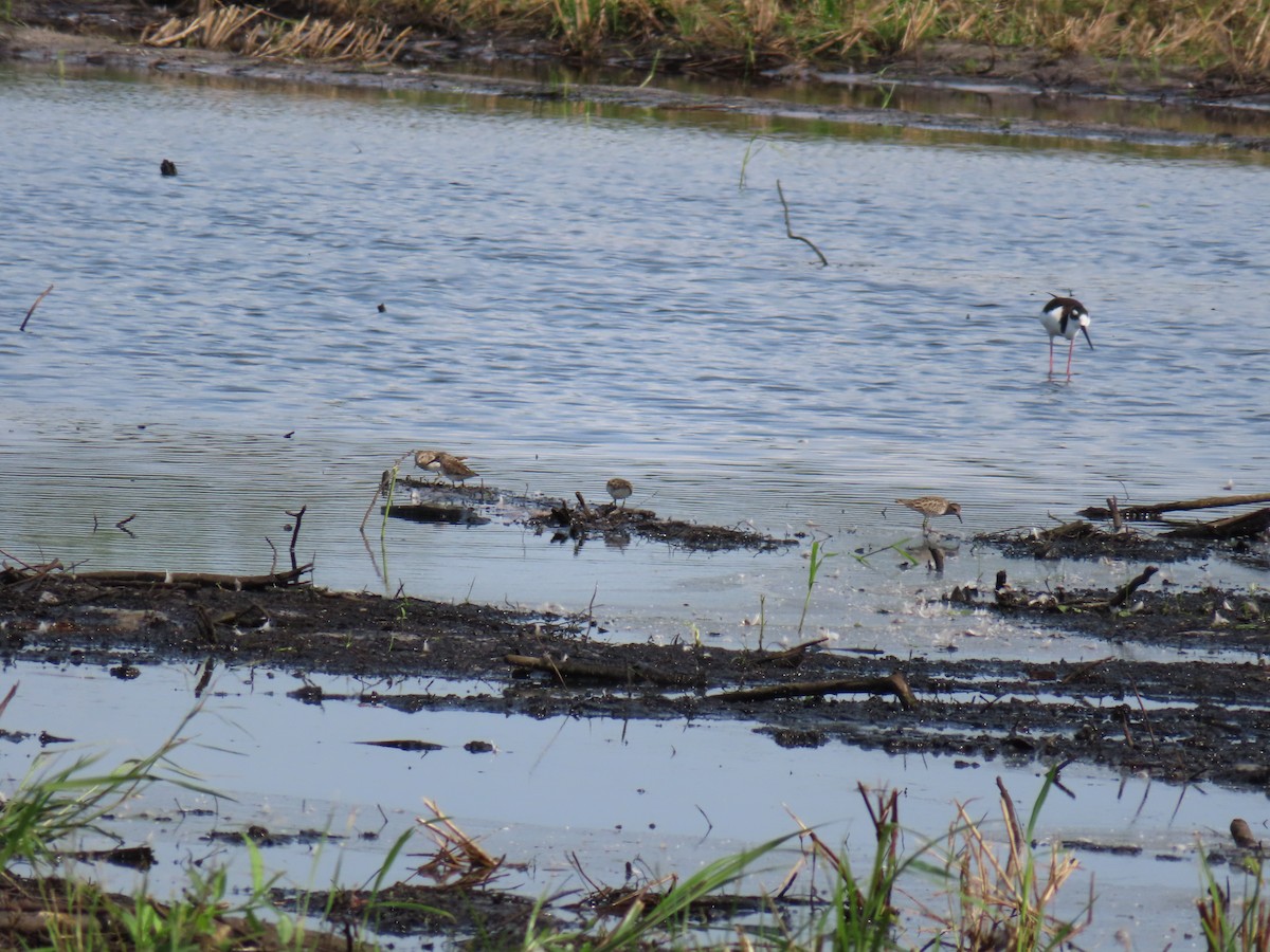 Black-necked Stilt - ML611499148