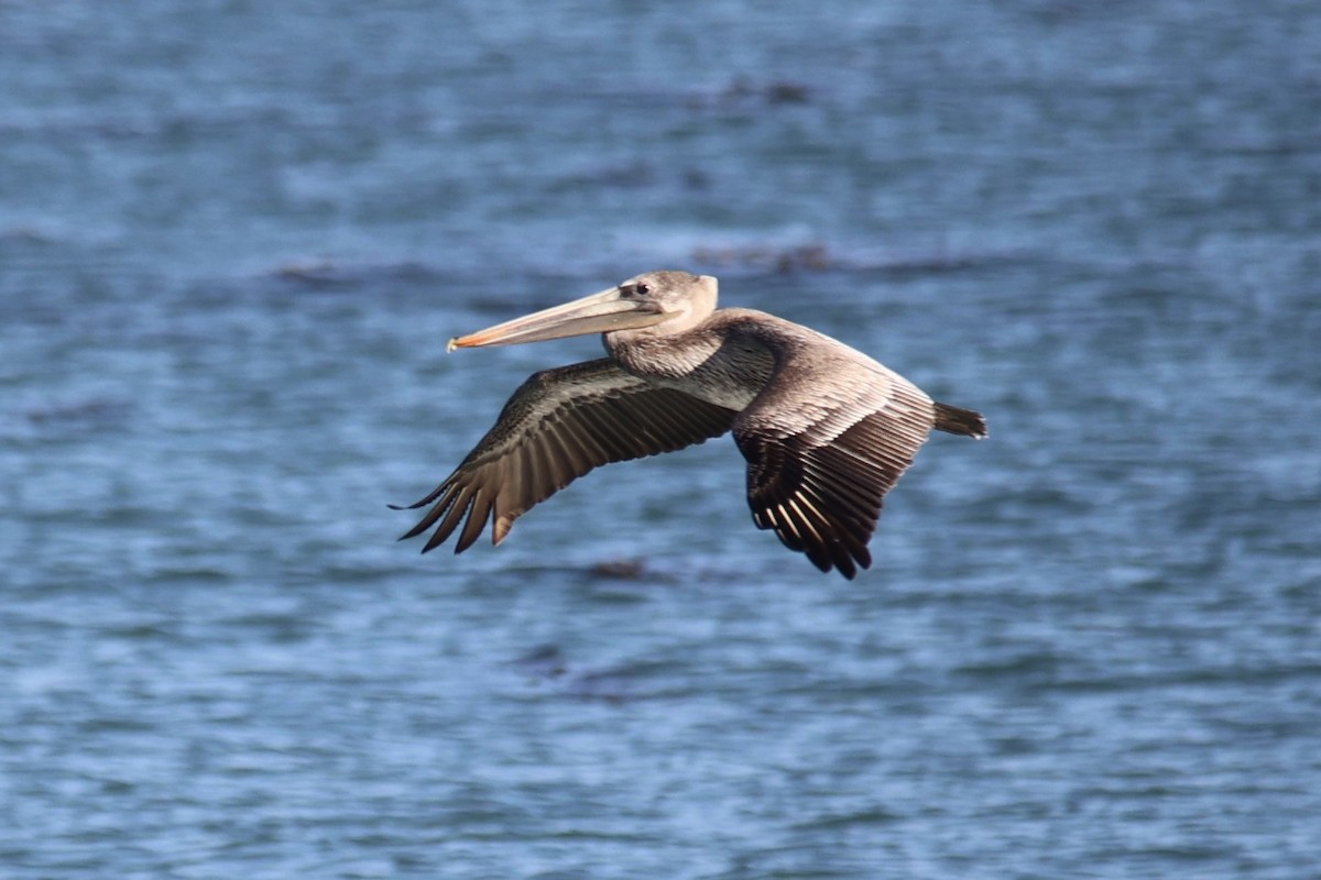 Brown Pelican - ML611499236