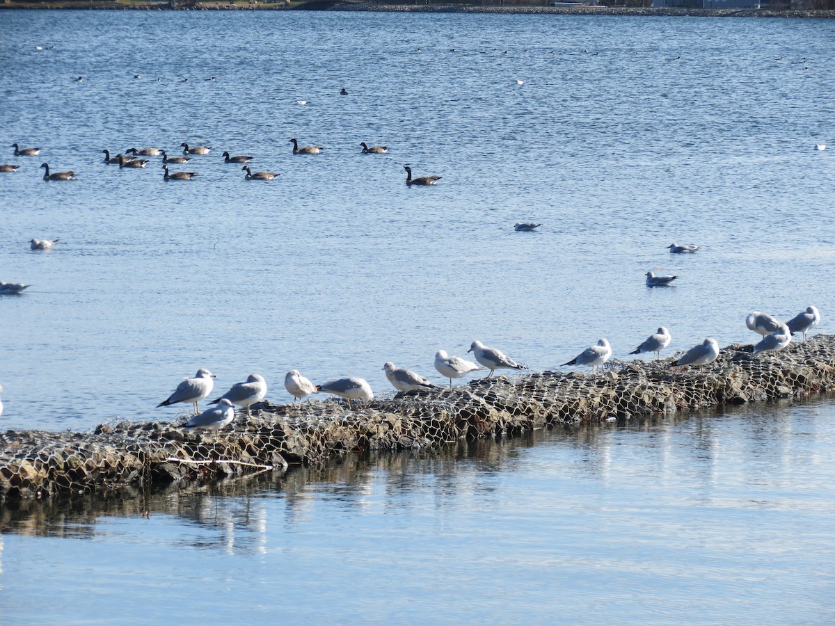 Ring-billed Gull - ML611499342