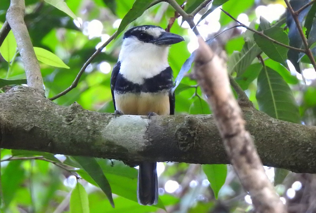 Buff-bellied Puffbird - ML611499353
