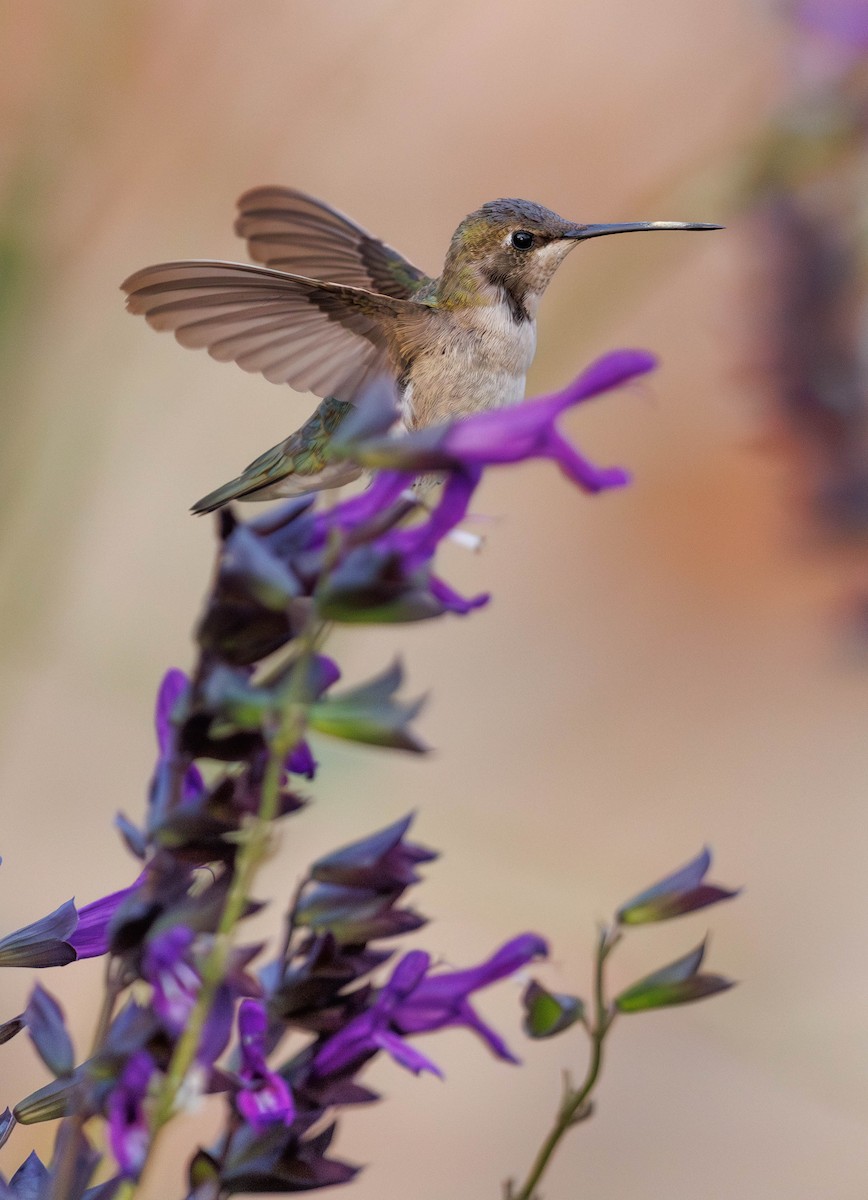 Black-chinned Hummingbird - ML611499395