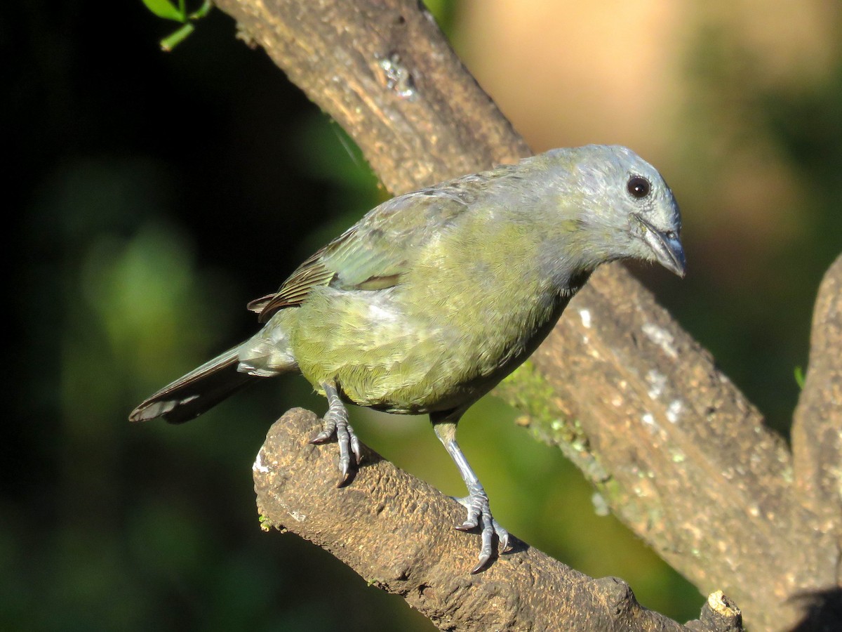 Palm Tanager - ML611499473