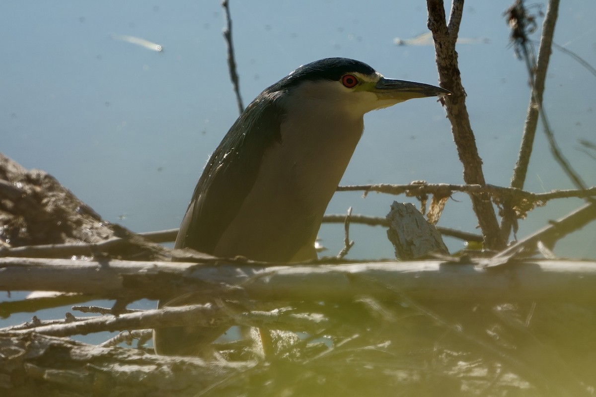 Black-crowned Night Heron - ML611499501