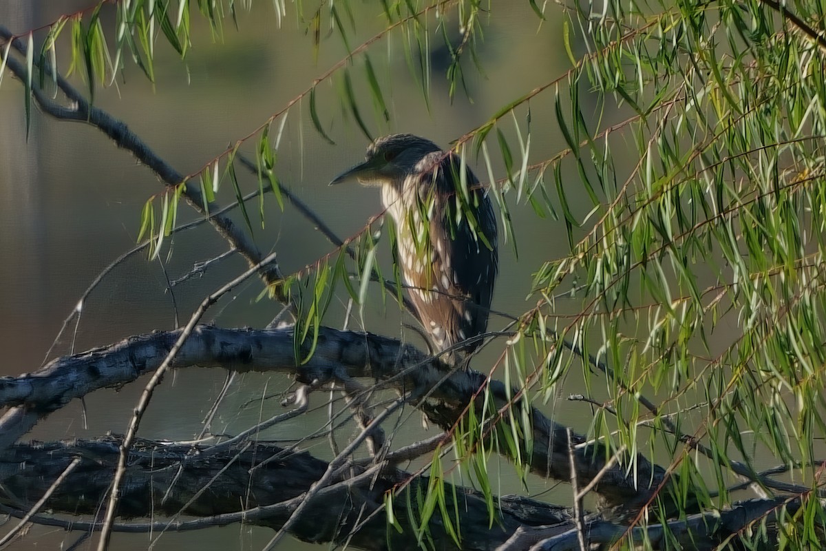 Black-crowned Night Heron - ML611499502